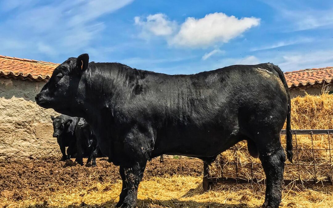 La raza Angus